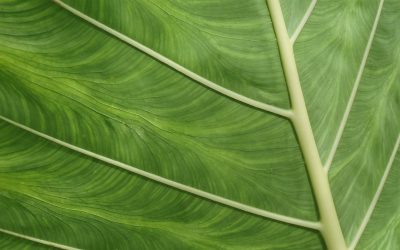 Evakuasi Ular di Kebun Warga