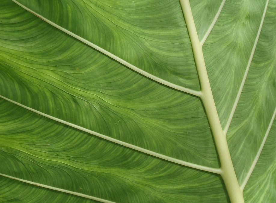 Evakuasi Ular di Kebun Warga